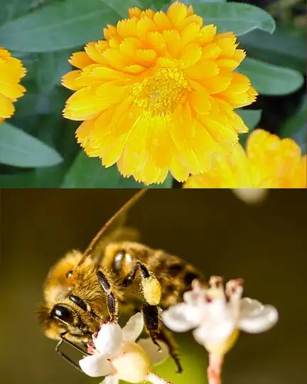 Composición de ingredientes naturales: una flor de caléndula y una abeja, que representa la cera de abejas utilizada en la fórmula.