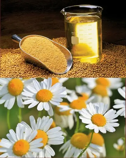 Composición de ingredientes de cosmética natural: flores de manzanilla junto a aceite y lecitina de soja.