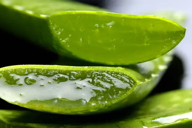 Hoja de aloe vera cortada, mostrando su gel rico en propiedades hidratantes y calmantes